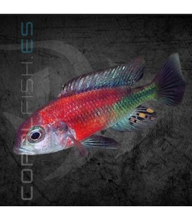Haplochromis Hippo Point Salmon 11-12cm | Haplochromis sp.