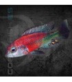Haplochromis Hippo Point Salmon 11-12cm | Haplochromis sp.