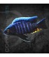 Aulonocara Maylandi Kandeense Blue Head 4-5 cm | Aulonocara sp.