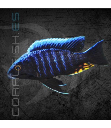 Aulonocara Maylandi Kandeense Blue Head 4-5 cm | Aulonocara sp.