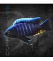 Aulonocara Maylandi Kandeense Blue Head 4-5 cm | Aulonocara sp.