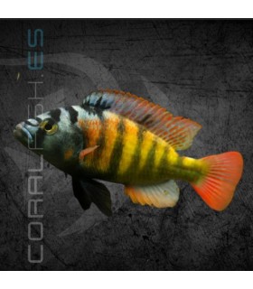 Haplochromis CH44 6-7 cm | Haplochromis sp.
