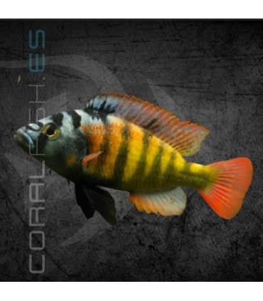 Haplochromis CH44 6-7 cm | Haplochromis sp.