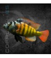 Haplochromis CH44 6-7 cm | Haplochromis sp.