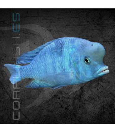 Pez Delfín Azul 7-8 cm | Haplochromis moorii