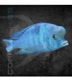 Pez Delfín Azul 7-8 cm | Haplochromis moorii