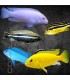 Cíclido Surtido Malawi 4-5cm | Cíclido de Malawi