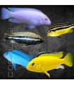 Cíclido Surtido Malawi 4-5cm | Cíclido de Malawi