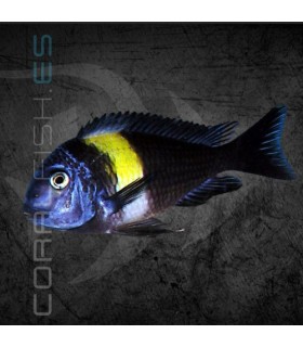 Tropheus duboisi Maswa 2.5 cm | Tropheus duboisi