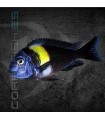 Tropheus duboisi Maswa 2.5 cm | Tropheus duboisi