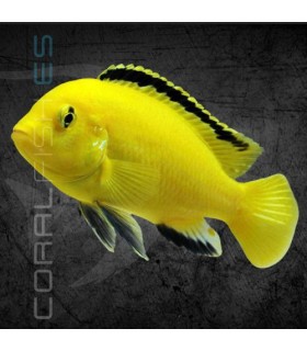 Labidochromis Yellow Kakusa 5 cm | Labidochromis caeruleus