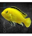 Labidochromis Yellow Kakusa 5 cm | Labidochromis caeruleus