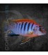 Labidochromis Hongi Sweden 5 cm | Labidochrmis sp.