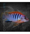 Labidochromis Hongi Sweden 5 cm | Labidochrmis sp.