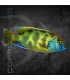 Haplochromis venustus 5 cm | Haplochromis venustus