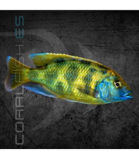 Haplochromis venustus 5 cm | Haplochromis venustus