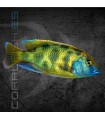 Haplochromis venustus 5 cm | Haplochromis venustus