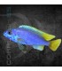 Pseudotropheus Acei Luwala 5 cm | Pseudotropheus sp.
