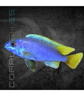 Pseudotropheus Acei Luwala 5 cm | Pseudotropheus sp.
