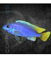 Pseudotropheus Acei Luwala 5 cm | Pseudotropheus sp.