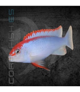 Pseudotropheus Red Top Ndumbi 4-5cm | Pseudotropheus sp.