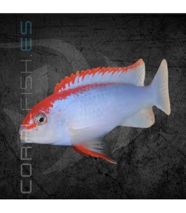 Pseudotropheus Red Top Ndumbi 4-5cm | Pseudotropheus sp.