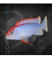 Pseudotropheus Red Top Ndumbi 4-5cm | Pseudotropheus sp.