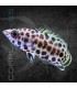 Gourami Leopardo 2-2.5 cm | Ctenopoma acutirostre