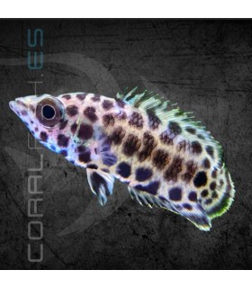 Gourami Leopardo 2-2.5 cm | Ctenopoma acutirostre