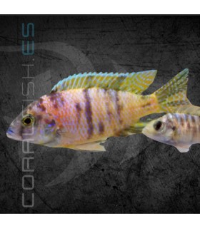 Aulonocara Cálico 5-6 cm | Aulonocara sp.