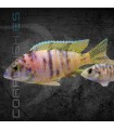 Aulonocara Cálico 5-6 cm | Aulonocara sp.