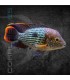 Terror Verde 5-6 cm | Aequidens rivulatus