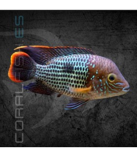 Terror Verde 5-6 cm | Aequidens rivulatus