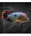 Terror Verde 5-6 cm | Aequidens rivulatus