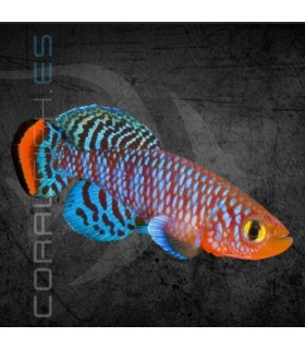 Killi Notho Rojo 2.5-3.5 cm | Nothobranchius rachovii