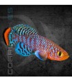 Killi Notho Rojo 2.5-3.5 cm | Nothobranchius rachovii