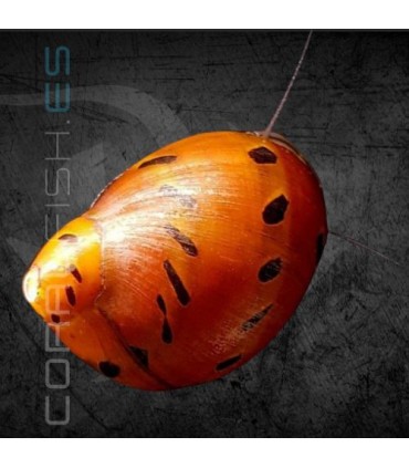 Caracol Red Spotted Cebolla Roja | Neritina semiconica