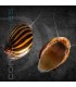 Caracol Cebra | Neritina natalensis