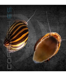 Caracol Cebra | Neritina natalensis