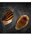 Caracol Cebra | Neritina natalensis