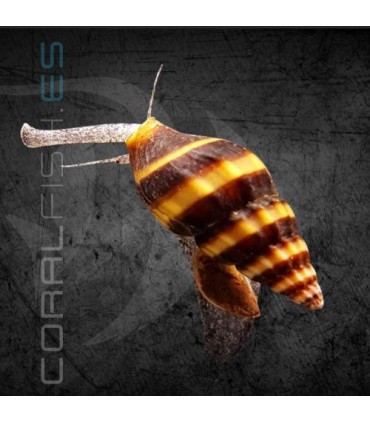 Caracol Helena | Anentome helena