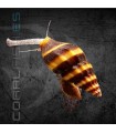 Caracol Helena | Anentome helena