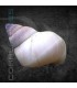 Caracol Mago Blanco | Filopaludina martensi