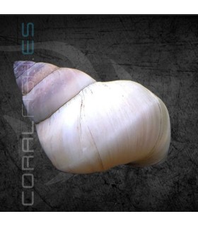 Caracol Mago Blanco | Filopaludina martensi