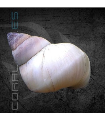 Caracol Mago Blanco | Filopaludina martensi