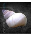 Caracol Mago Blanco | Filopaludina martensi