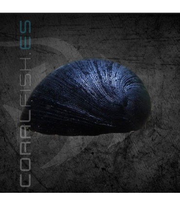 Caracol Casco Militar Negro | Neritina pulligera