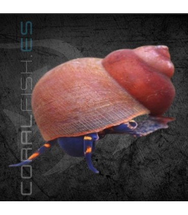 Caracol Blueberry | Viviparus sp.