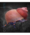 Caracol Blueberry | Viviparus sp.