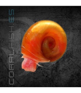 Caracol Planorbis Rojo | Planorbis rubrum